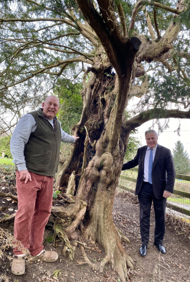 Simon Baynes MP with Neil Hawkey and the 600-year-old yew